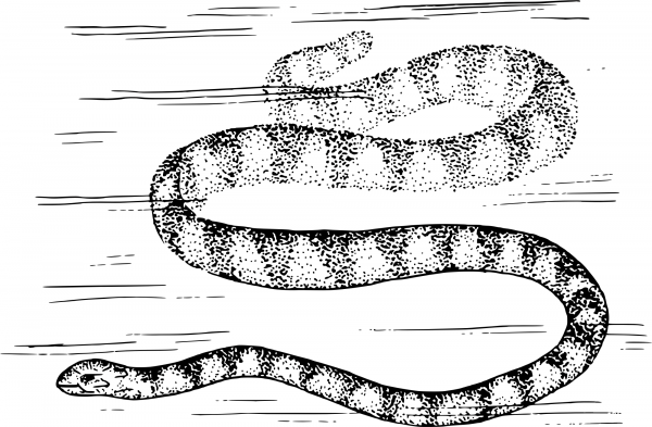 Vintage Sea Snake coloring page image