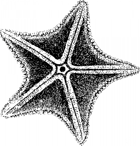 Vintage Sea Star coloring page image