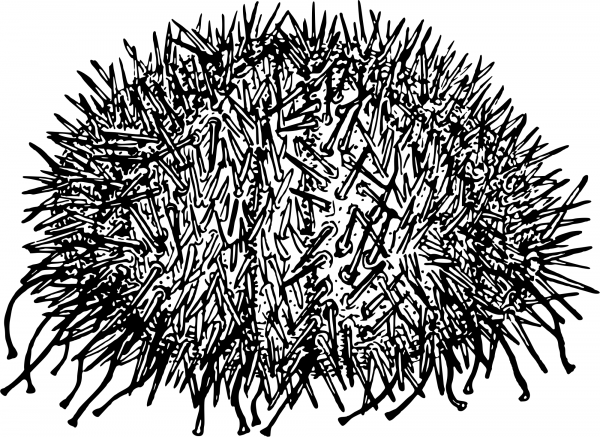 Vintage Sea Urchin coloring page image