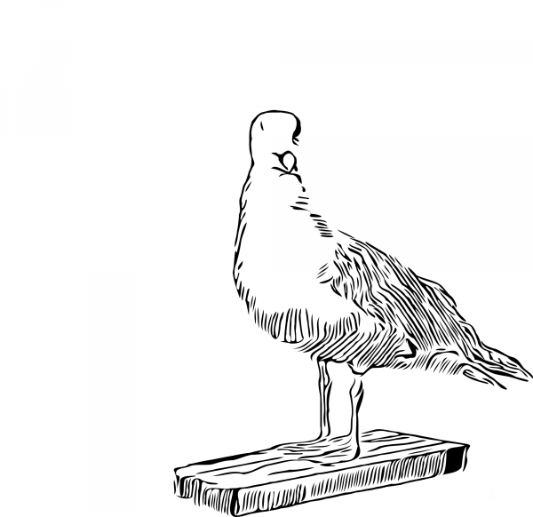 Vintage Seagull coloring page image