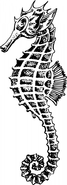 Vintage Seahorse coloring page image