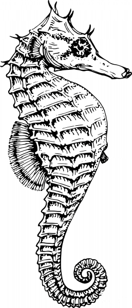 Vintage Seahorse coloring page image