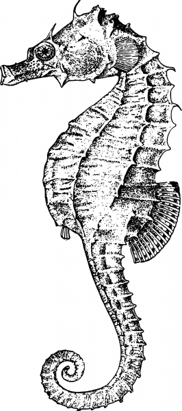 Vintage Seahorse coloring page image