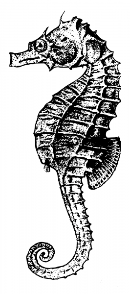 Vintage Seahorse No Square coloring page image