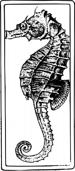 Vintage Seahorse Square coloring page image