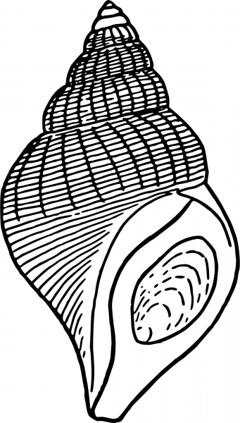 Vintage Seashell coloring page image