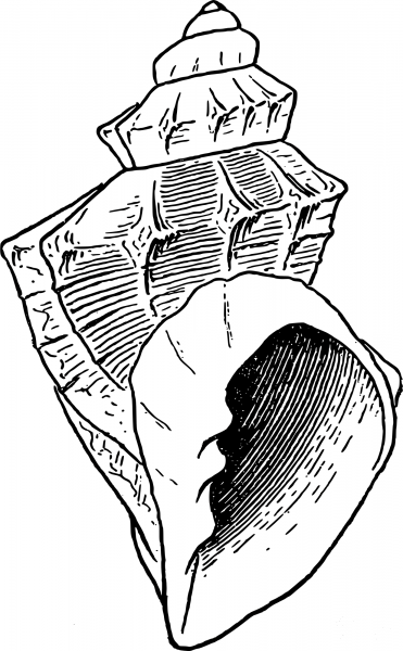 Vintage Seashell coloring page image