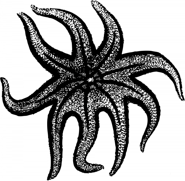 Vintage Seastar Black coloring page image