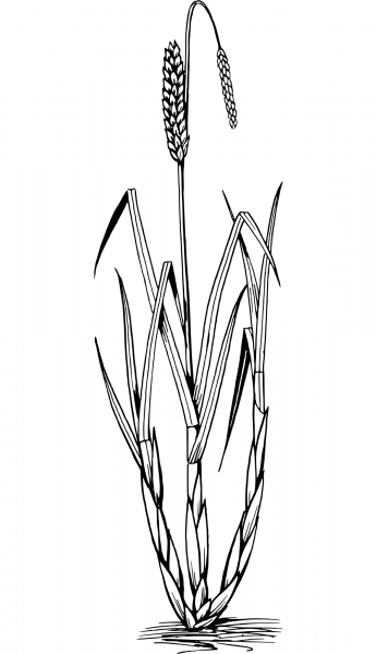 Vintage Sedge coloring page image