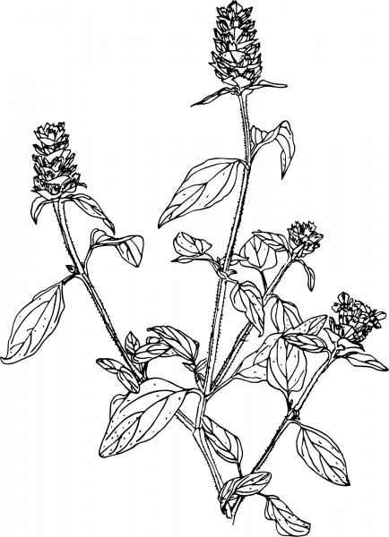 Vintage Self Heal coloring page image