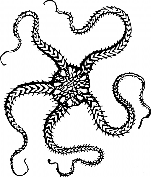 Vintage Serpent Starfish coloring page image