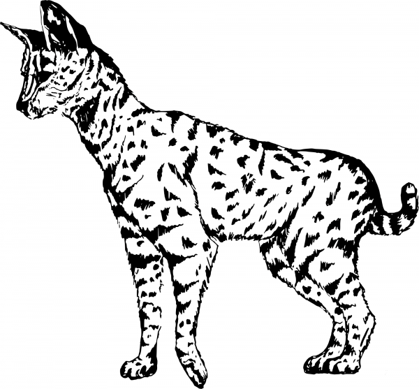 Vintage Serval coloring page image