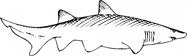 Vintage Shark coloring page image