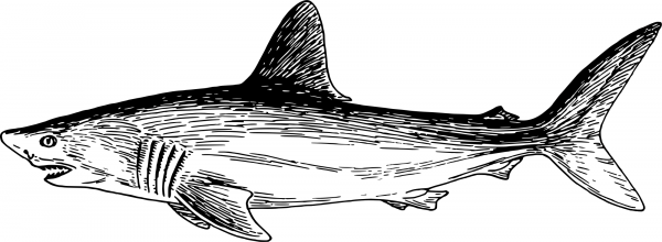 Vintage Shark coloring page image