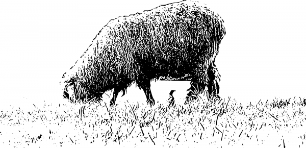 Vintage Sheep coloring page image