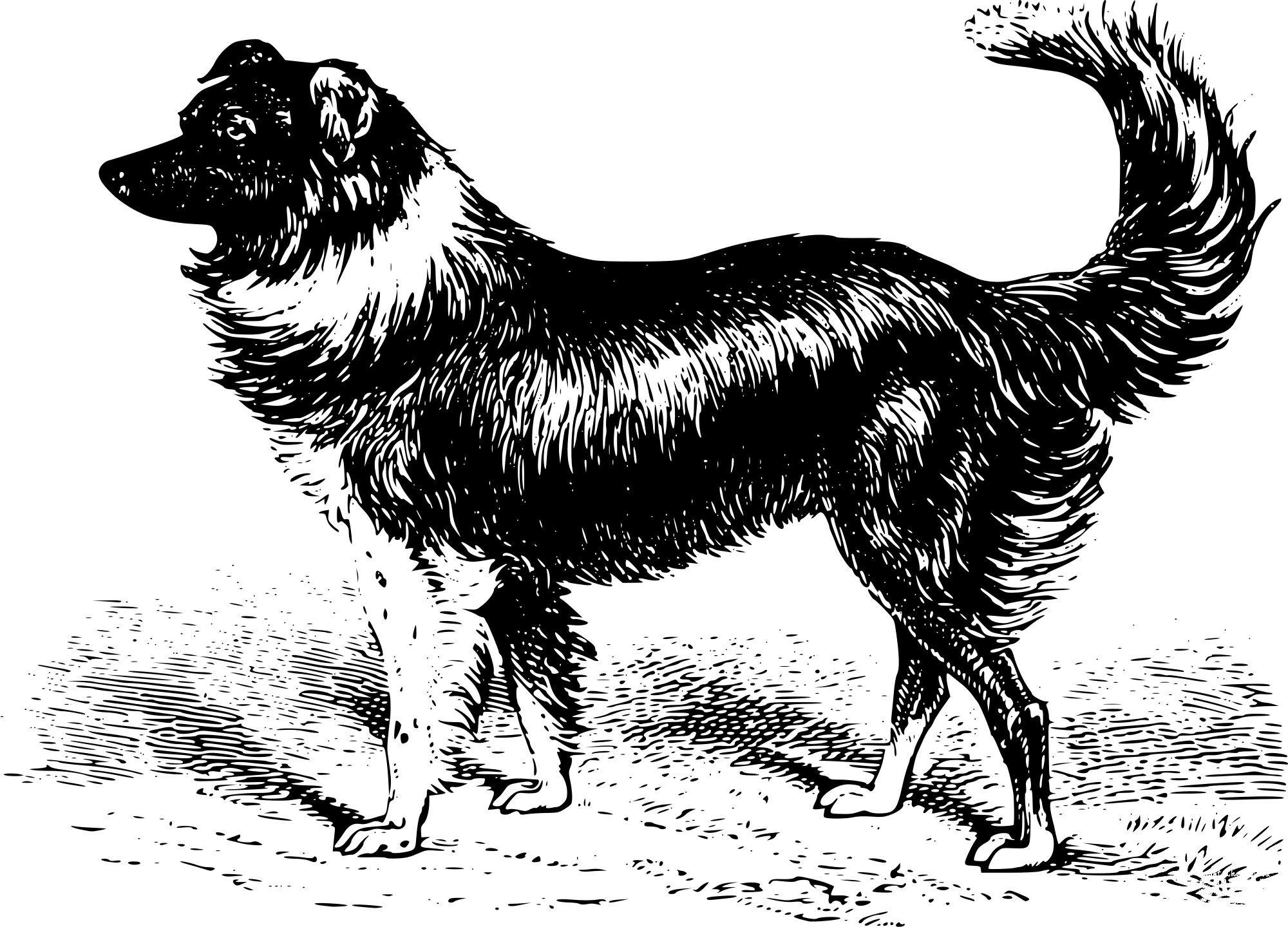 Vintage Sheep Dog coloring page ColouringPages