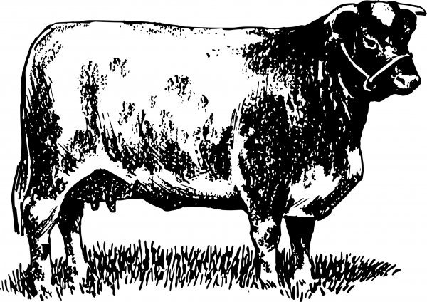 Vintage Shorthorn Cow coloring page image