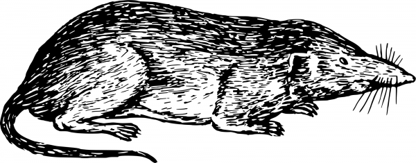 Vintage Shrew coloring page image