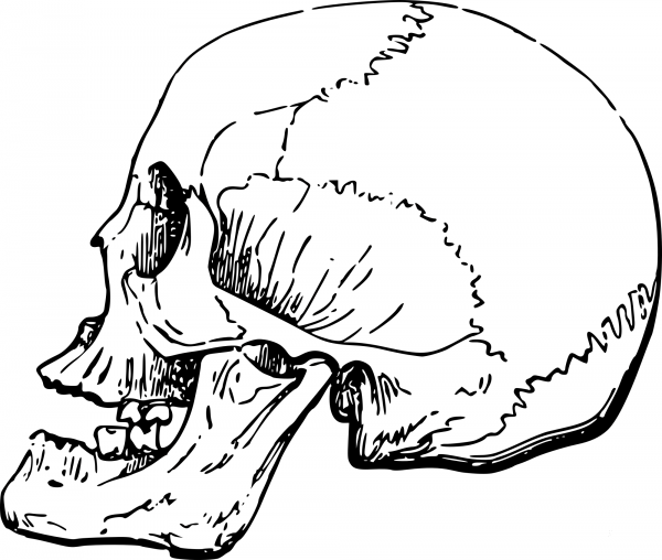 Vintage Side Skull coloring page image