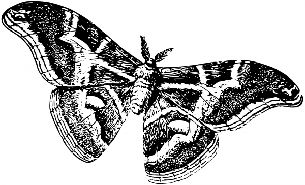 Vintage Silkworm as a Moth coloring page image