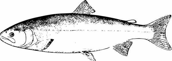 Vintage Silver Salmon coloring page image