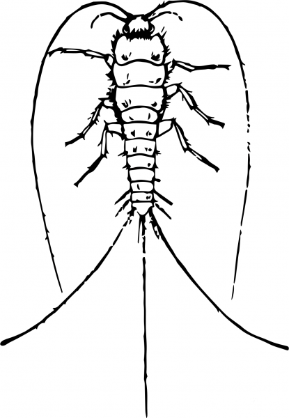 Vintage Silverfish coloring page image