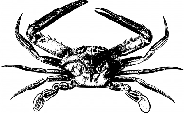 Vintage Simple Crab coloring page image