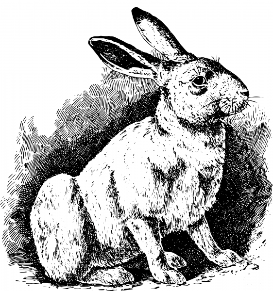 Vintage Simple Rabbit coloring page image