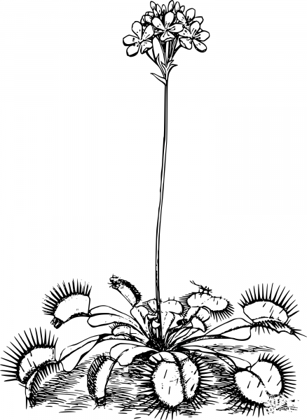 Vintage Simple Venus Fly Trap coloring page image