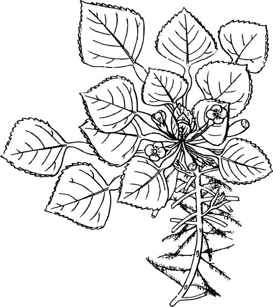 Vintage Singhara coloring page image