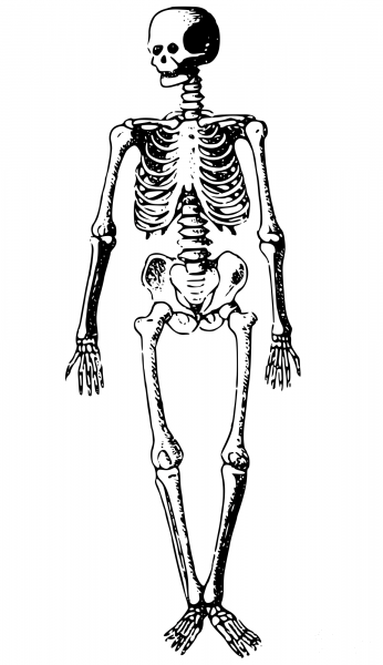 Vintage Skeleton coloring page image