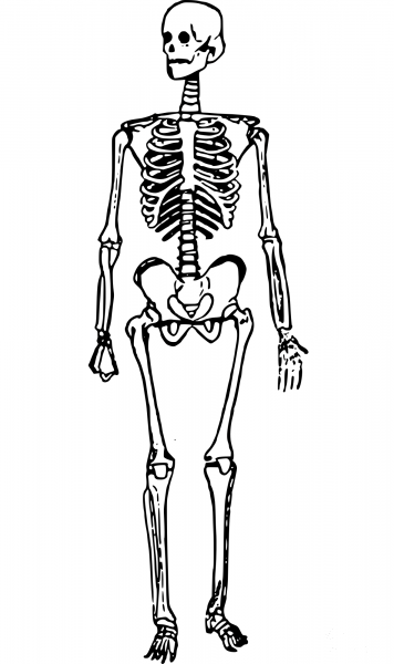 Vintage Skeleton Man Standing coloring page image
