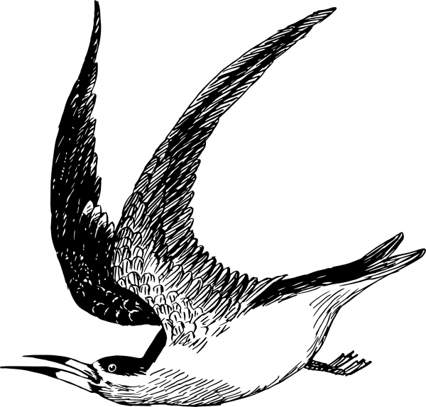 Vintage Skimmer coloring page image