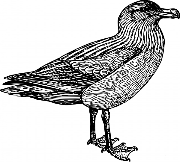 Vintage Skua coloring page image