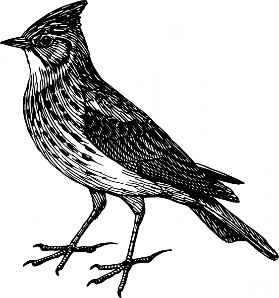 Vintage Skylark coloring page image