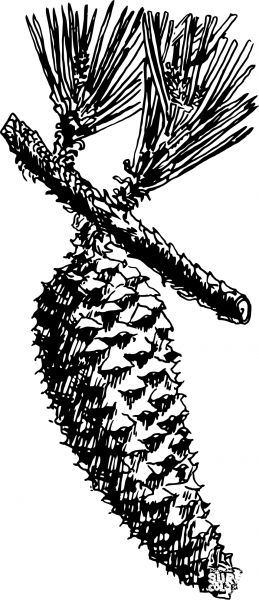 Vintage Slash Pine coloring page image