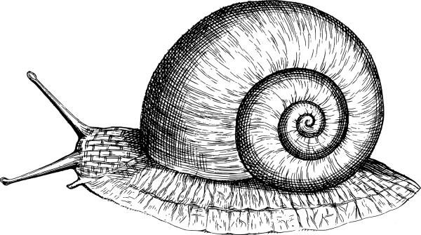 Vintage Snail coloring page image