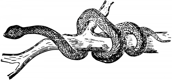 Vintage Snake coloring page image