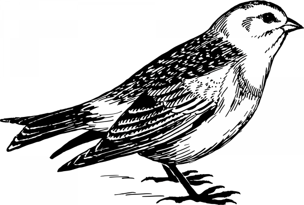 Vintage Snow Bunting coloring page image