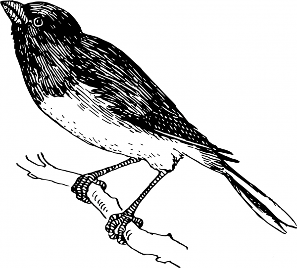 Vintage Snowbird coloring page image