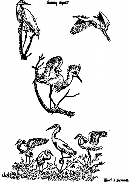 Vintage Snowy Egrets coloring page image