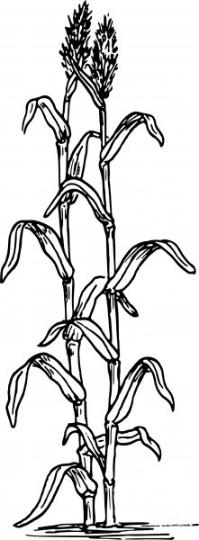 Vintage Sorghum coloring page image