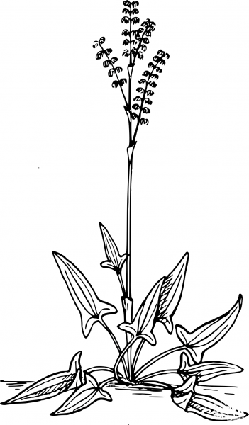 Vintage Sorrel coloring page image