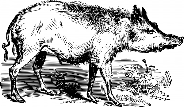 Vintage Southern Pine Wood Hog coloring page image