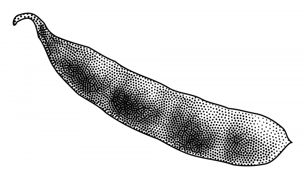 Vintage Soybean coloring page image