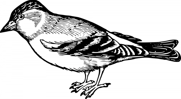 Vintage Sparrow coloring page image