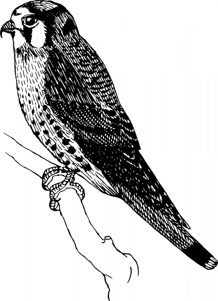 Vintage Sparrow Hawk coloring page image