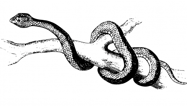 Vintage Spearhead Snake coloring page image
