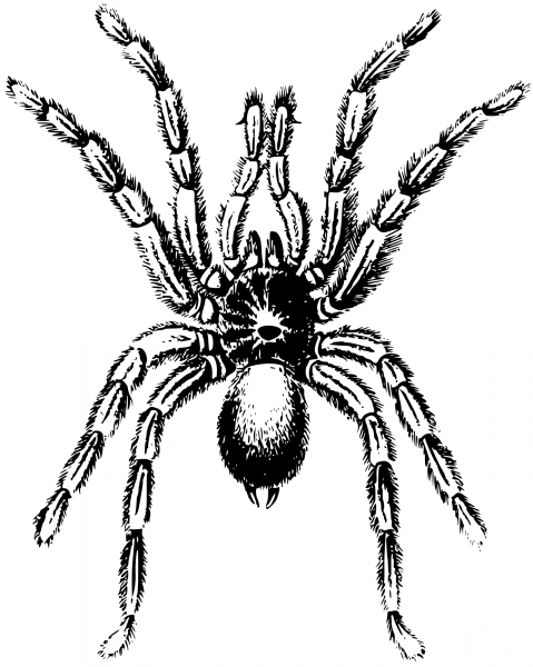 Vintage Spider coloring page image