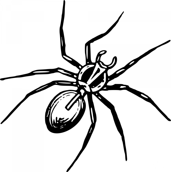 Vintage Spider coloring page image